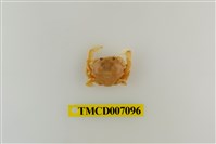 藏品(短刺伊氏蟹)的圖片